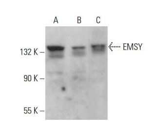 EMSY Antibody (E-9) - Western Blotting - Image 375515