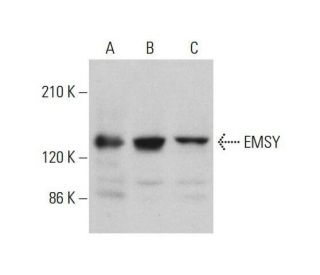 EMSY Antibody (E-9) - Western Blotting - Image 348646