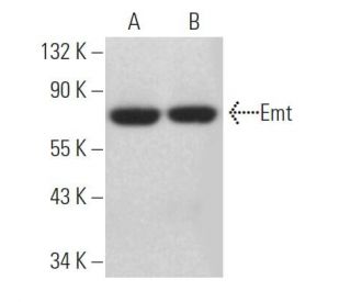 Emt Antibody 3F227 SCBT Santa Cruz Biotechnology