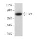 Emt Antibody (3F227) - Western Blotting - Image 363950 