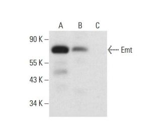 Emt Antibody (G-11) - Western Blotting - Image 317987
