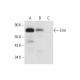 Emt Antibody (G-11) - Western Blotting - Image 317987