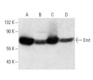 western blotting image from recommended Emt (2F12) monoclonal antibody replacement. Image 2250