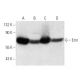 western blotting image from recommended Emt (2F12) monoclonal antibody replacement. Image 2250