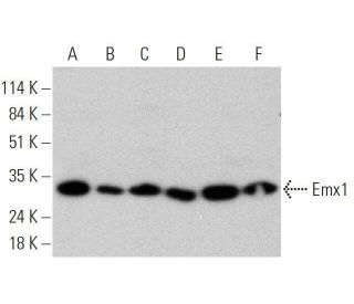 Emx1 Antibody (G-6) - Western Blotting - Image 359559