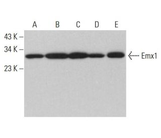Emx1 Antibody (G-6) - Western Blotting - Image 375472