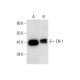 EN1/Engrailed 1 Antibody (E-12) - Western Blotting - Image 305740 
