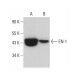 EN1/Engrailed 1 Antibody (E-12) - Western Blotting - Image 379093