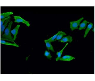EN2/Engrailed 2 Antibody (1E1) - Immunofluorescence - Image 346117 