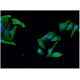EN2/Engrailed 2 Antibody (1E1) - Immunofluorescence - Image 346117 