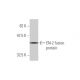 EN2/Engrailed 2 Antibody (1E1) - Western Blotting - Image 348477