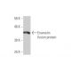 western blotting image from recommended Enamelin (2C12) monoclonal antibody replacement. Image 349014