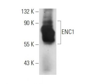 ENC1 Antibody (7a) - Western Blotting - Image 387943 