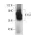 ENC1 Antibody (7a) - Western Blotting - Image 387943 