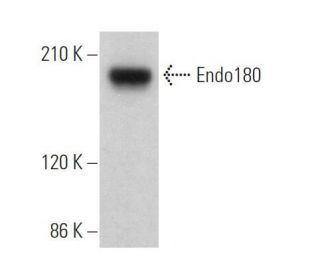 Endo180 Antibody (B-10) - Western Blotting - Image 372766Each CRISPR/Cas9 Knockout (KO) Plasmid product consists of a pool of 3 plasmids designed to ensure identification and cleavage of a specific gene for maximum knockout efficiency. Each plasmid encodes a unique 20 nt sequence derived from the GeCKO (v2) library.