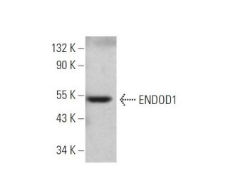 ENDOD1 Antibody (G-1) - Western Blotting - Image 344276 