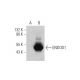 ENDOD1 Antibody (G-1) - Western Blotting - Image 344275 