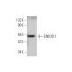 ENDOD1 Antibody (G-1) - Western Blotting - Image 344276 