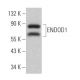 ENDOD1 Antibody (G-1) - Western Blotting - Image 368387