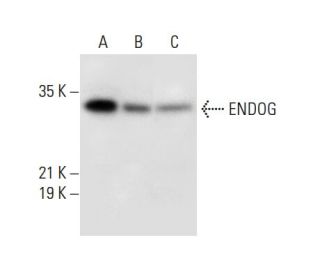 ENDOG Antibody (C-1) - Western Blotting - Image 308077