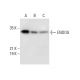 ENDOG Antibody (C-1) - Western Blotting - Image 308077