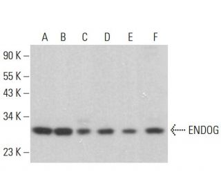 ENDOG Antibody (B-2) - Western Blotting - Image 384006 