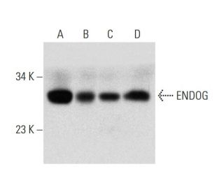 ENDOG Antibody (B-2) - Western Blotting - Image 139454