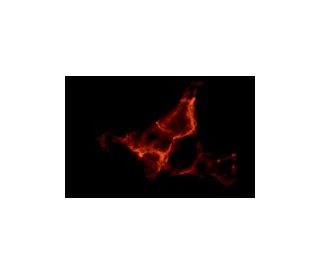 Endoglin/CD105 Antibody (MJ7/18) - Immunofluorescence - Image 2810 
