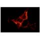 Endoglin/CD105 Antibody (MJ7/18) - Immunofluorescence - Image 2810 