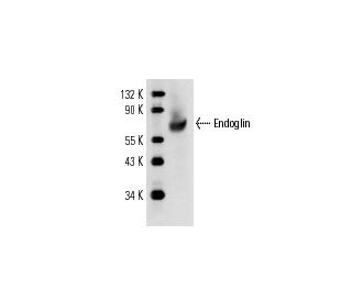Endoglin/CD105 Antibody (P3D1) - Western Blotting - Image 12046 