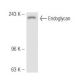 Endoglycan Antibody (Y122) - Western Blotting - Image 47472