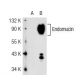 Endomucin Antibody (V.1A7) - Western Blotting - Image 40454
