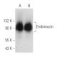Endomucin Antibody (V.1A7) - Western Blotting - Image 357425 