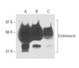ばぁ! endomucin-antibody-v-7c7-