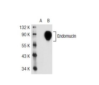 ばぁ! endomucin-antibody-v-7c7-