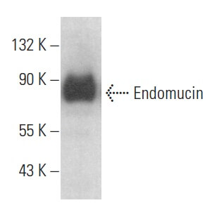 ばぁ! Endomucin Antibody (V.7C7) | SCBT - Santa Cruz Biotechnology