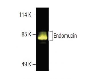 Endomucin抗体(V.7C7) | SCBT - Santa Cruz Biotechnology