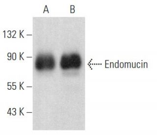 Endomucin Antibody (V.7C7) - Western Blotting - Image 354447