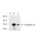 Endophilin B1 Antibody (30A882) - Western Blotting - Image 48462