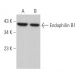 Endophilin B1 Antibody (A-9) - Western Blotting - Image 364507