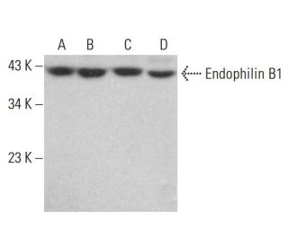 Endophilin B1 Antibody (A-9) - Western Blotting - Image 382666 