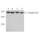 Endophilin B1 Antibody (A-9) - Western Blotting - Image 382666 