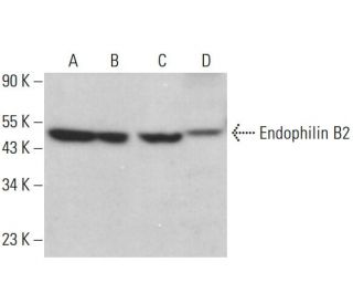 Endophilin B2 Antibody (A-10) - Western Blotting - Image 378120 