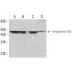 Endophilin B2 Antibody (A-10) - Western Blotting - Image 378120 
