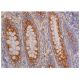Endophilin B2 Antibody (A-12) - Immunohistochemistry - Image 350524 