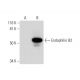 Endophilin B2 Antibody (A-12) - Western Blotting - Image 300481