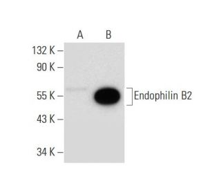 Endophilin B2 Antibody (E-2) - Western Blotting - Image 300123