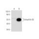 Endophilin B2 Antibody (E-2) - Western Blotting - Image 300123