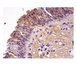 Endophilin B2 Antibody (F-11) - Immunohistochemistry - Image 158612 