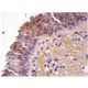 Endophilin B2 Antibody (F-11) - Immunohistochemistry - Image 158612 